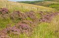 Heather by the road near the Pike of Hay